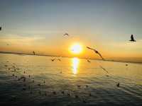 บางปู