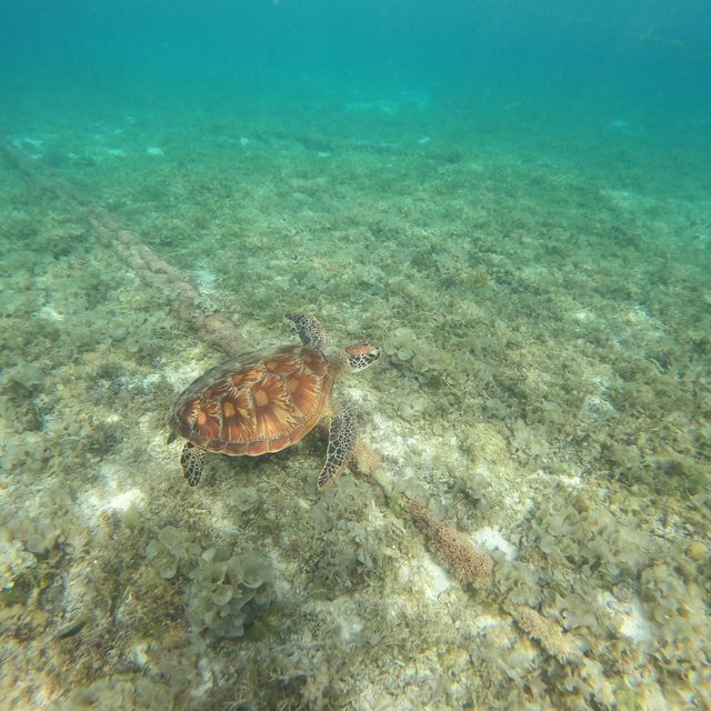 MOALBOAL- Sea Adventure