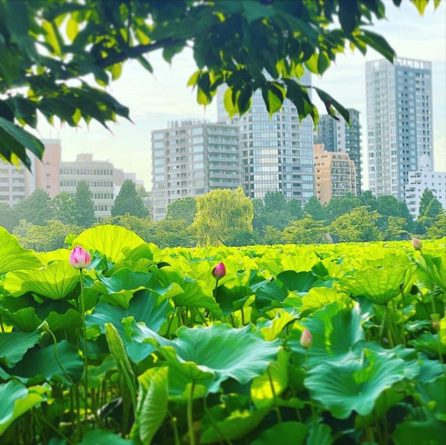 不忍池の蓮