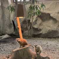 リアルジャングル🌿たくさんの動物と触れあえる体験型動物園✨人気のスナネコも✨