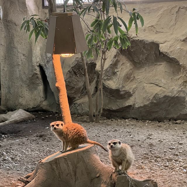 リアルジャングル🌿たくさんの動物と触れあえる体験型動物園✨人気のスナネコも✨
