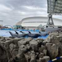 世界最大級野外水槽、日本一広い水族館