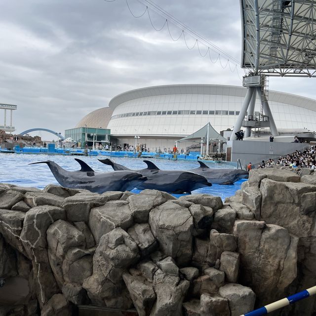 世界最大級野外水槽、日本一広い水族館