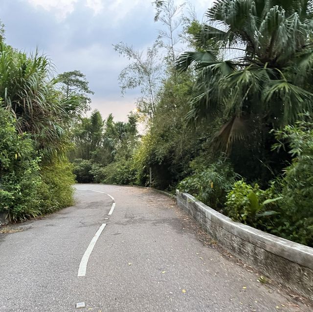 山頂 加列山道 緩跑徑 山頂 加列山道 緩跑徑