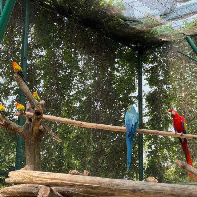 House Of Parrots 🦜 @ VinWonders Nam Hoi An 🇻🇳