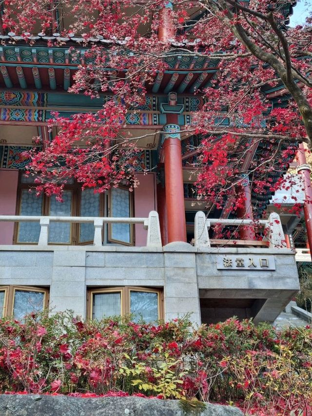 일본에 온 거 같은 단양 구인사