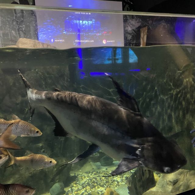 Big Shark Found in Aquaria KLCC!!!!!