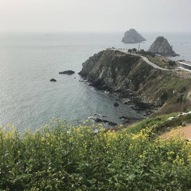 부산 오륙도 수선화가 예뻐요
