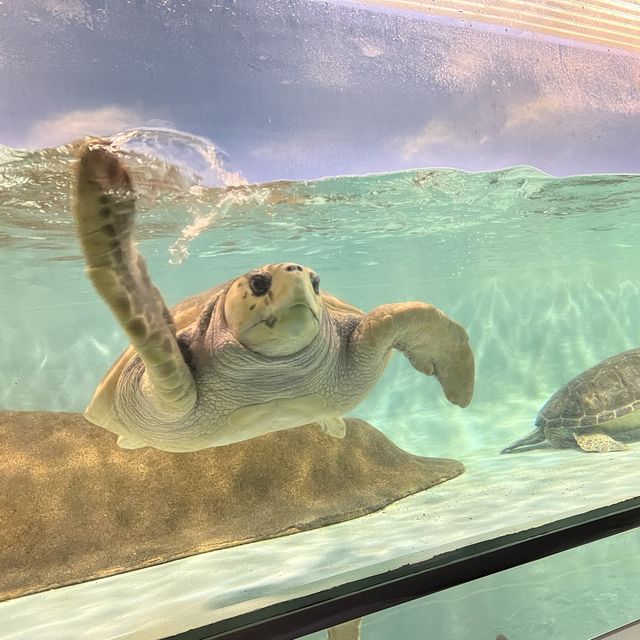 福岡親子遊：去水族館