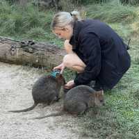 近距離接觸袋鼠和樹熊的動物園