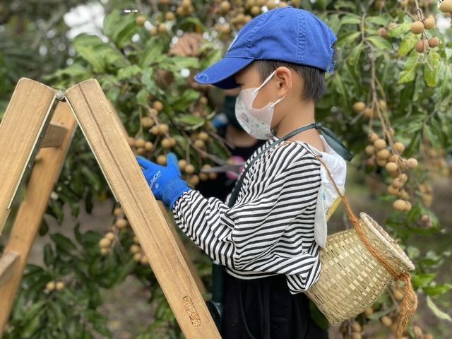 元朗大棠果園摘水果龍眼提子，餵羊拍照一流