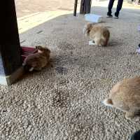 【石川】月うさぎの里