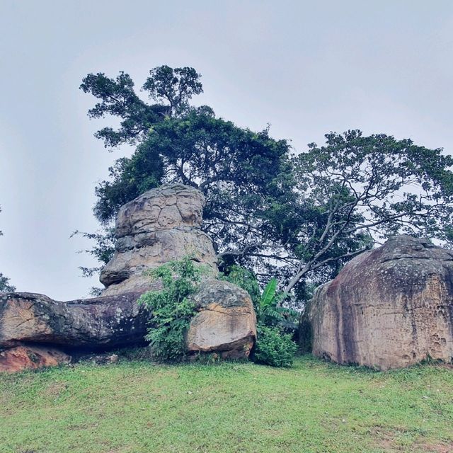 ลานหินต้นไทร