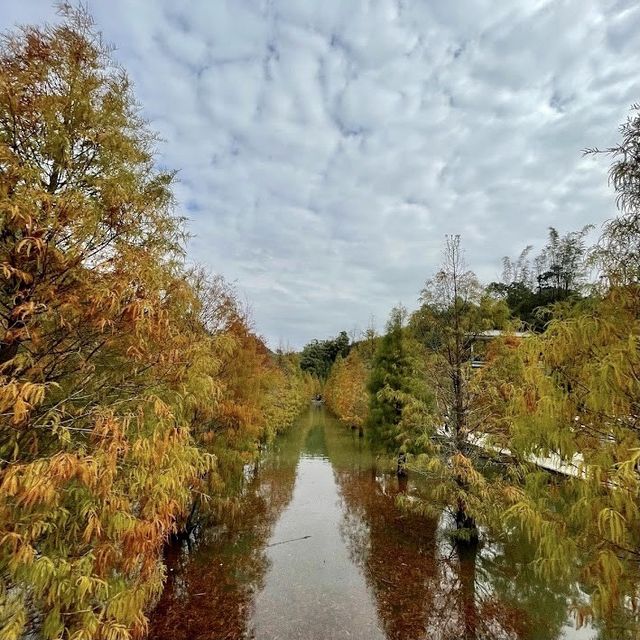 三灣落羽松莊園 🖌 秋意濃🍁的文青打卡景點