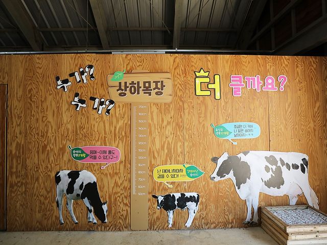 고창 상하목장에 있는 양떼목장 