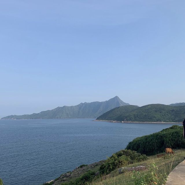 假日小島輕鬆一日遊😎望住大海草地牛牛盡情放鬆