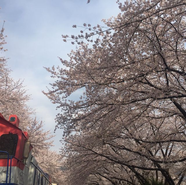 벚꽃 맛집 진해