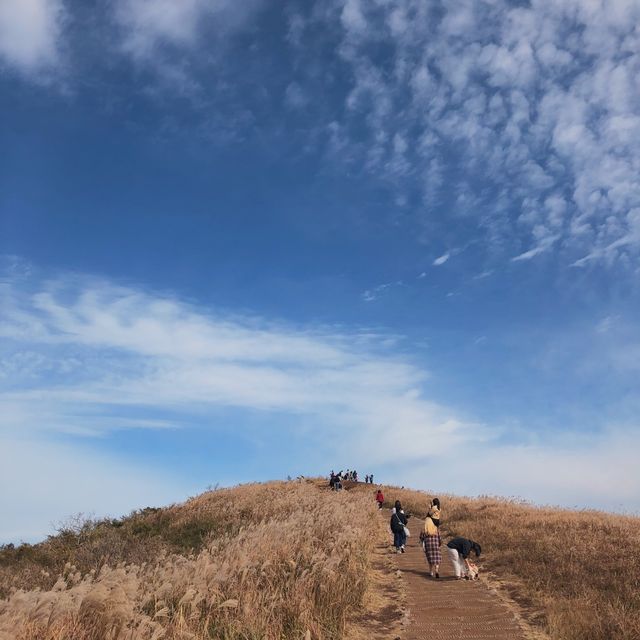 제주도 억새 명소 “새별오름”