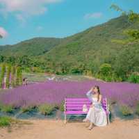💜[부산, 라벤더팜]에서 인생샷찍는 꿀팁🍯