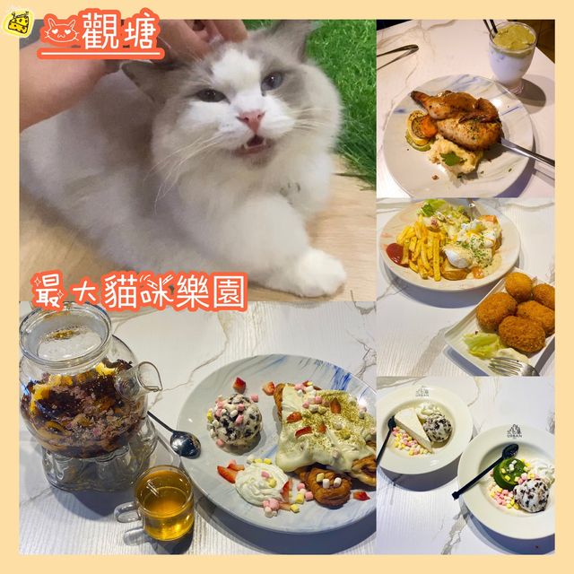 探探貓咪勝地