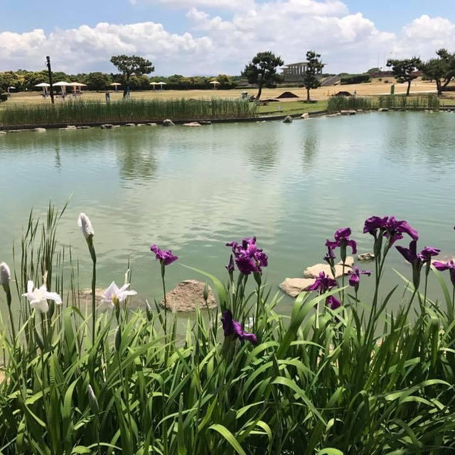 四季都有花睇🌸🌺🌻 海之中道海濱公園