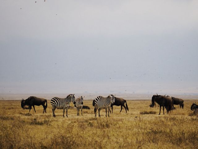 Hiking up Kilimanjaro & Safari