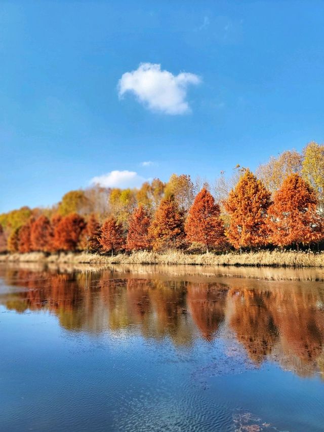 반영이 아름다운 담양 관방제림🤎11월말까지 예쁠거예요🍂