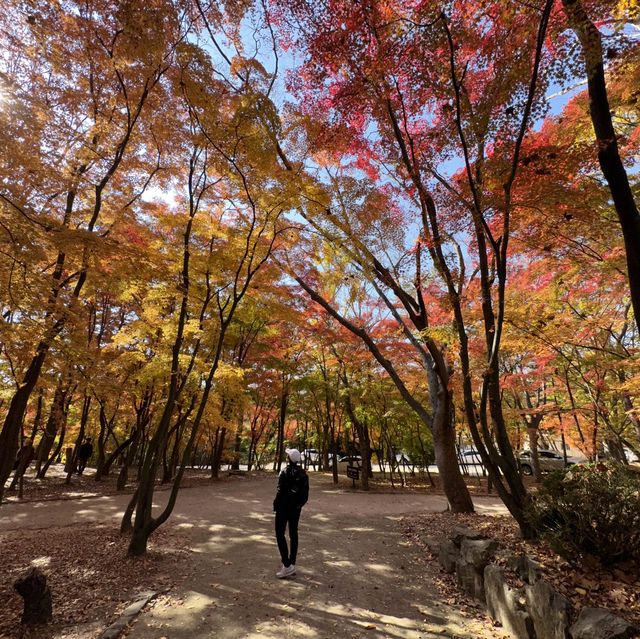 Gyeongju , is a must place to enjoy autumn 🍂