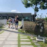 甲鳥園 親近可愛鴨鴨 乾淨 輕鬆的 養鴨農場