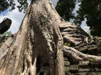 Ta Prohm Temple - Where trees have dominated
