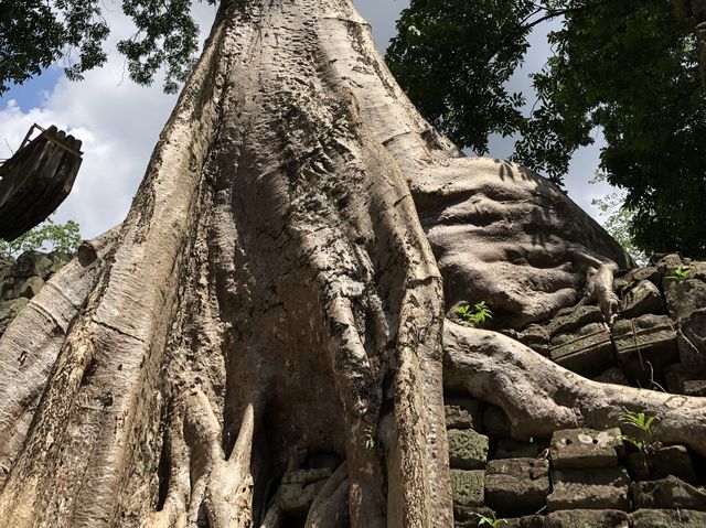Ta Prohm Temple - Where trees have dominated