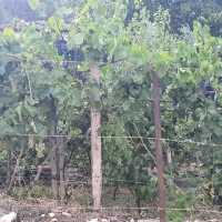 Grapes, flowers, olives and figs in Berat!