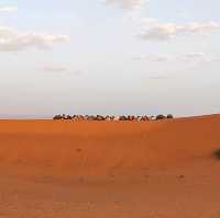 Morocco Sahara Desert Camel Ride