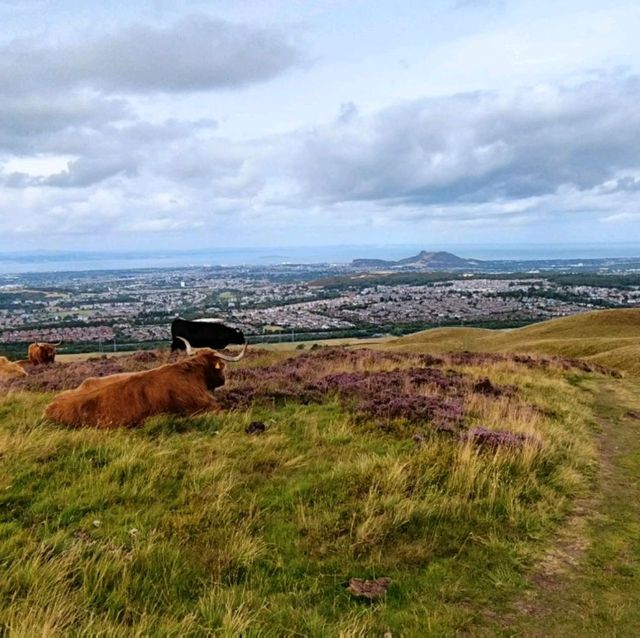 Highland Cow hike up to Allermuir hill 