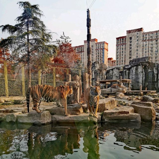 Shanghai wild animal park
