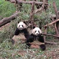 Giant Panda Breeding Research Base, Chengdu