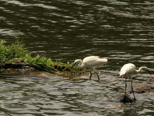 A Gem in Sri Lanka - Lake Kandyan 