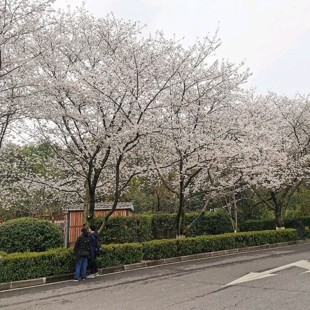 the best place for sakura 🌸 hunting: WU