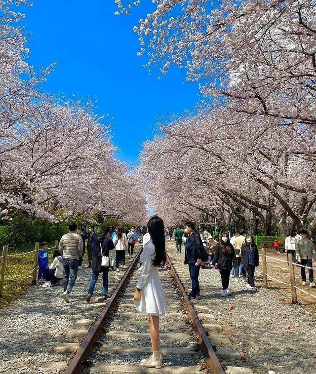 Don't miss the cherry blossoms in Zhenhai when enjoying cherry blossoms in Korea.