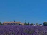 Provence | Lavender self-driving tour in France