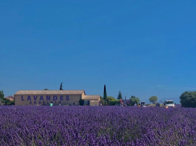 Provence | Lavender self-driving tour in France