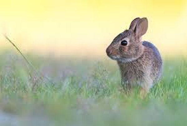 Eco Explorers: Backyard Buddies | Derek Doubleday Arboretum