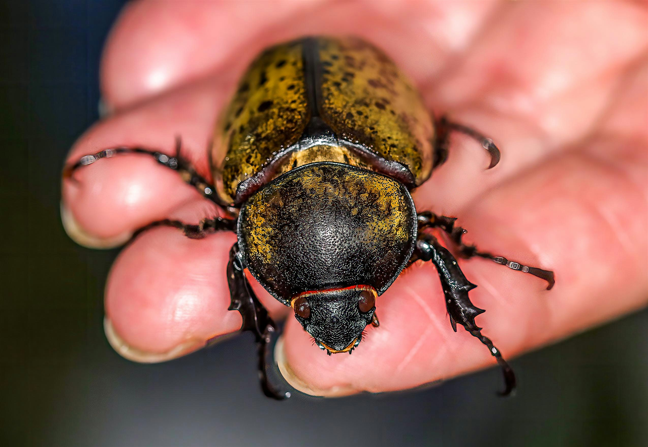 Beetle Discovery Walk w/ Paul Baker | Floracliff Nature Sanctuary