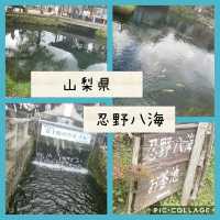 【山梨県】忍野八海