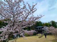 京都　SAKURA 桜めぐり❗️勧修寺の桜に感動❗️