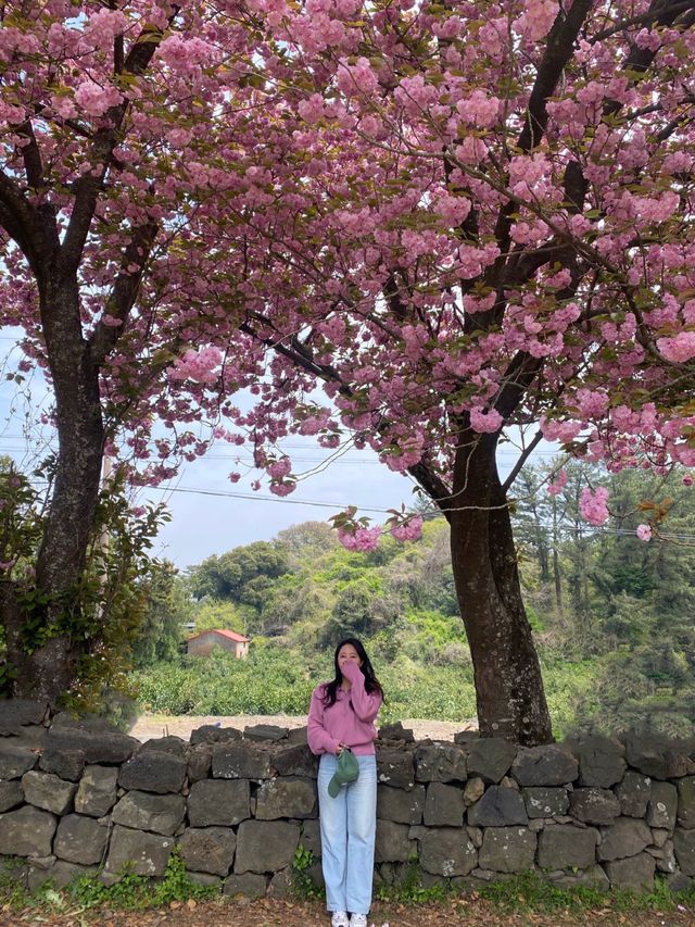 제주도 겹벛꽃, 봄 나들이💓