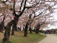 函館超靚五稜郭公園