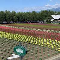 北海道観光ハイライト　ファーム富田はラベンダーシーズン💕