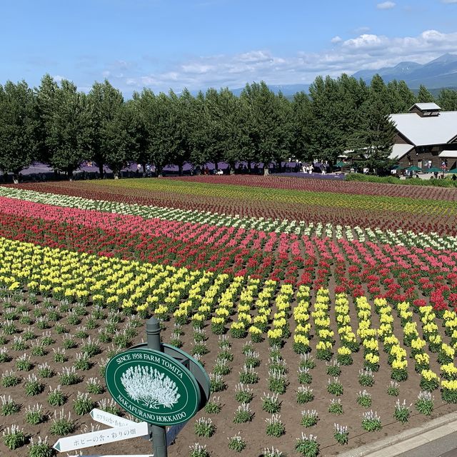 北海道観光ハイライト　ファーム富田はラベンダーシーズン💕