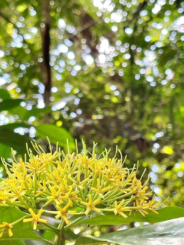 Morning Walk @BukitBatok Nature Park